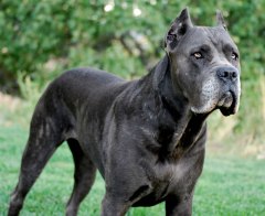 Cane Corso