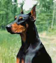 doberman-pinscher