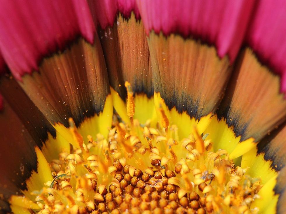 flower-macro-orange-pink_81647_990x742