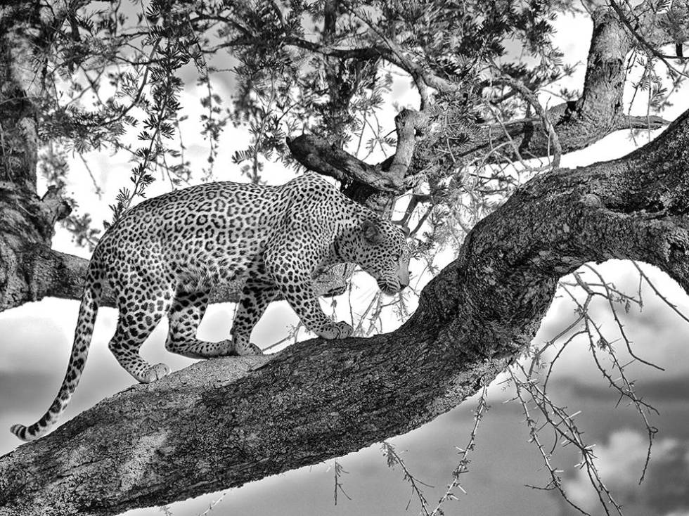 leopard-acacia-tanzania-tarangire_81649_990x742