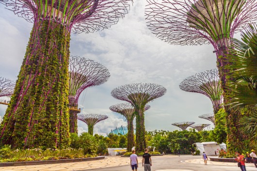 singapore-gardens-by-the-bay-supertree-cloud-forest-8